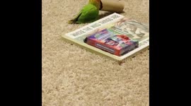 Lovebird loves to jump around in toilet paper roll