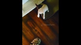Jumpy little kitten is terrified of slippers in Florida
