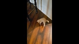 Playful kitten loves playing with hexbug