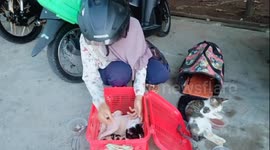 Indonesian women rescue broken bones cats and breed cat mothers who cannot eat at the hospital