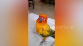 Sun Conure bird dances while pecking owner in Thailand