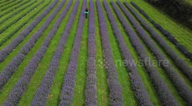 Stunning drone footage shows rows of lavender plants that have bloomed early due to the balmy weather