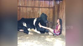 Touching footage shows a woman and a cow performing a heart-warming duet