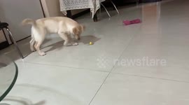 When life gives you lemons..