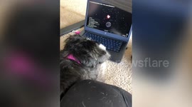 Watch as this puppy watches fireworks on a laptop to prepare for Fourth of July festivities