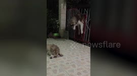 Husky shows off Houdini-like skills to escape from pen in Thailand