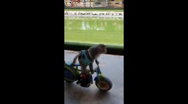 The monkeys riding professional motorcycles