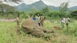Man shoots elephant after it strays into farmland in southern India