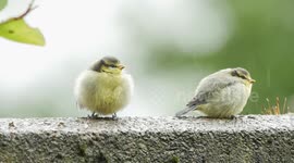 Cute and hungry baby blue tits in our back garden