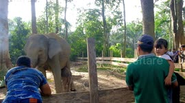 Critically endangered Sumatran elephant gives birth in Indonesia