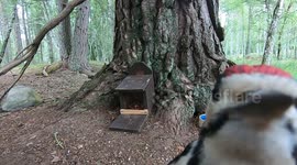 Curious woodpecker chick frantically pecks at camera in Scotland