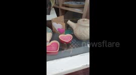 Newsflare Edit - Mouse scurrying around inside a shop window display during lockdown in Greenwich, London