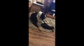 New puppy tricks older dog to steal his tasty treat
