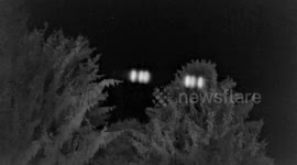 UFO - Reaction of small ufo to white spectrum lighting