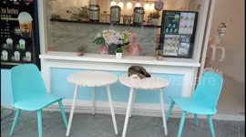 Sleeping cat guard at Melaka's shop in Malaysia