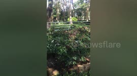 Skin-crawling footage shows dozens of snakes writhing in a bush in Vietnam