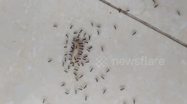 Ants kidnap worm and carry back to nest
