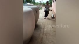 Brave grandmother catches gecko with her bare hands