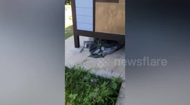 Golden tree snake catches tokay gecko in home in Thailand