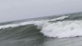 Sea turtles mate in the surf on beach in Florida