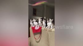 Kittens do synchronised motions when trying to follow toy fishing pole
