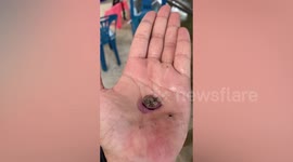 Purple sea creature squirms in man's hand