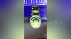 Watch this caterpillar shed skin before enclosing itself in silk chrysalis