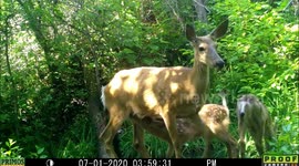 Trail camera in US records adorable moment deer family drinks at pond