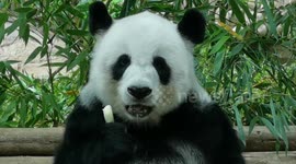 Thailand's only panda bear welcomes zoo visitors again as lockdown eases