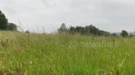 Long grass blowing in the wind