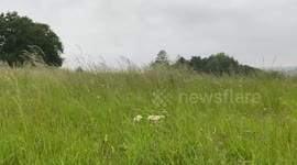 Long grass blows in the wind
