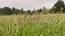 Long grass blowing in the morning wind