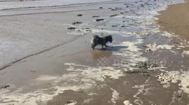 Cute dog enjoys the beach