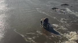Dog enjoying the sea front beach day