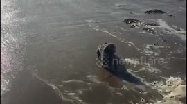 Cute dog on the beach