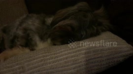Sleepy dog snoring