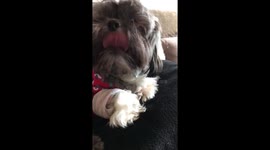 Cute sleepy dog yawns