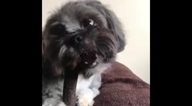 Cute dog chews on treat