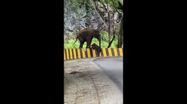 Touching moment mother uses trunk to help baby elephant over barrier