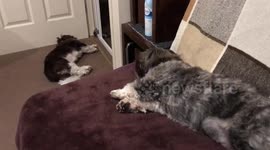 Bed time dogs