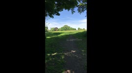 Walk in the woods with dogs