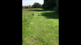Dogs play and chase each other in a field