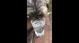 Cute dog drinks water Slow-mo