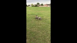 Dogs share stick carrying duties