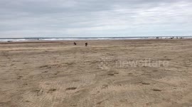 Dogs on the beach