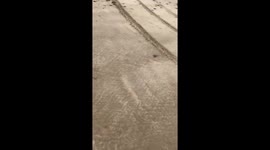 Dog enjoys beach sea run