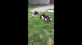 Dogs eat meaty treat