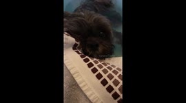 Dog enjoying his bath time