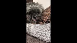 Dog chews