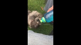 Dog drinking water on a hot day